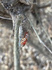 Dysdercus bimaculatus