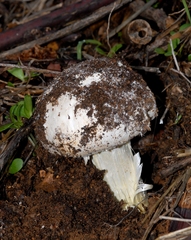 Battarrea phalloides