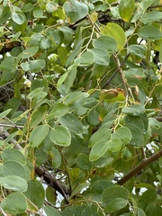 Ziziphus mauritiana
