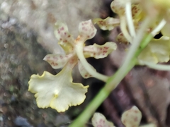 Trichocentrum lacerum