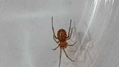 Steatoda capensis