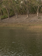 Plegadis falcinellus