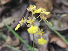 Trichocentrum lacerum