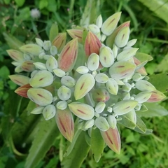 Kalanchoe gastonis-bonnieri