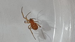 Steatoda capensis