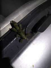 Prisopus sacratus