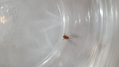 Steatoda capensis