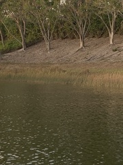 Plegadis falcinellus