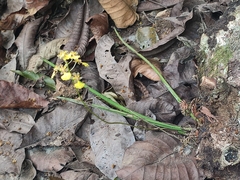 Trichocentrum lacerum