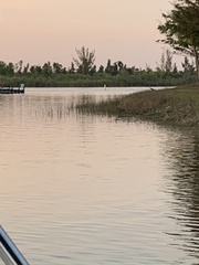 Plegadis falcinellus