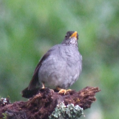 Turdus nigriceps