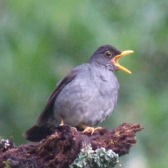 Turdus nigriceps