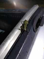 Prisopus sacratus