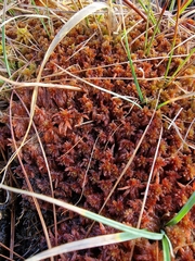 Sphagnum subnitens