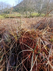 Sphagnum subnitens