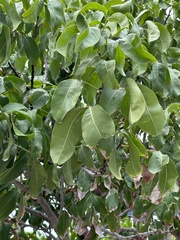 Melicoccus bijugatus