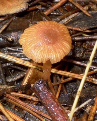 Tubaria romagnesiana