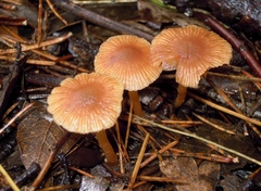 Tubaria romagnesiana