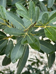 Tabebuia heterophylla