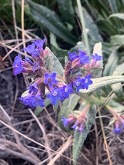 Anchusa calcarea