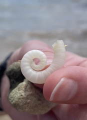 Spirula spirula