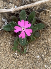 Silene littorea