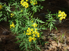 Senecio eremophilus macdougalii