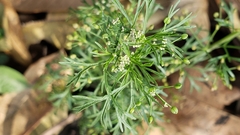 Cyclospermum