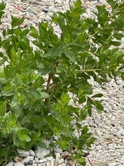 Conocarpus erectus