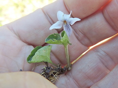 Viola palustris