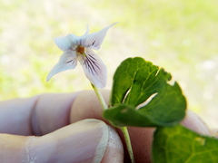 Viola palustris