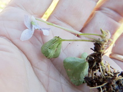 Viola palustris