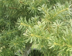Podocarpus glomeratus