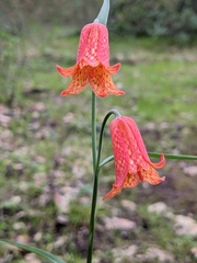Fritillaria recurva