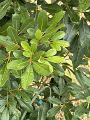Tabebuia heterophylla