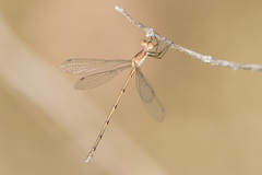 Lestes forficula