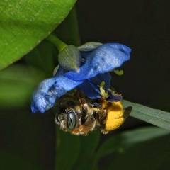 Exomalopsis