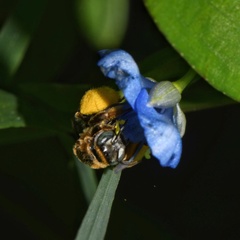 Exomalopsis