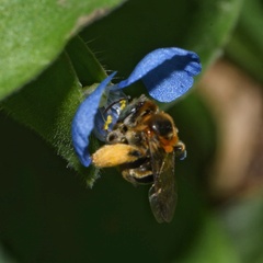 Exomalopsis
