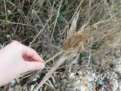 Phragmites australis australis