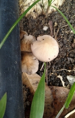 Candolleomyces candolleanus