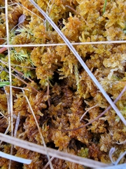Subsecunda