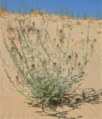 Astragalus lentiginosus borreganus