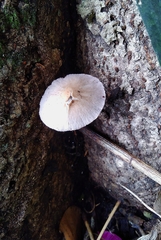 Candolleomyces candolleanus