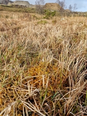 Subsecunda