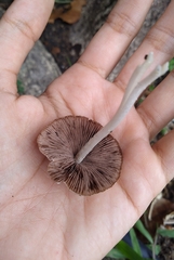 Candolleomyces candolleanus