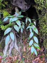 Ruscus