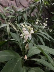 author not stated, no rights reserved Justicia aconitiflora, photograph author not stated, no rights reserved