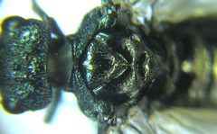 Dolerus nitens