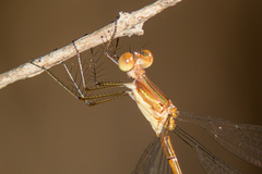 Lestes forficula